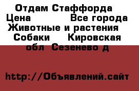 Отдам Стаффорда › Цена ­ 2 000 - Все города Животные и растения » Собаки   . Кировская обл.,Сезенево д.